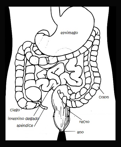 Cómo funciona el Sistema Digestivo para Niños Órganos y funciones