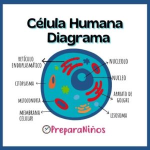 Funciones de la Célula Humana