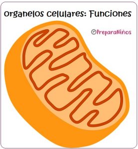 Organelos celulares: caracteristicas y funciones de los organelos celulares para niños