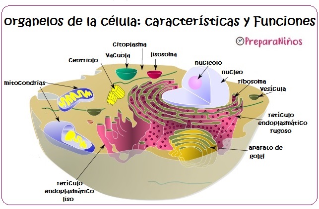 Organelos celulares: funciones y características para Niños