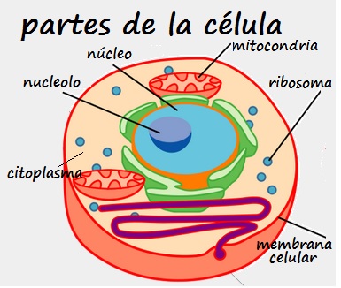 Qué es la célula: Partes de una célula