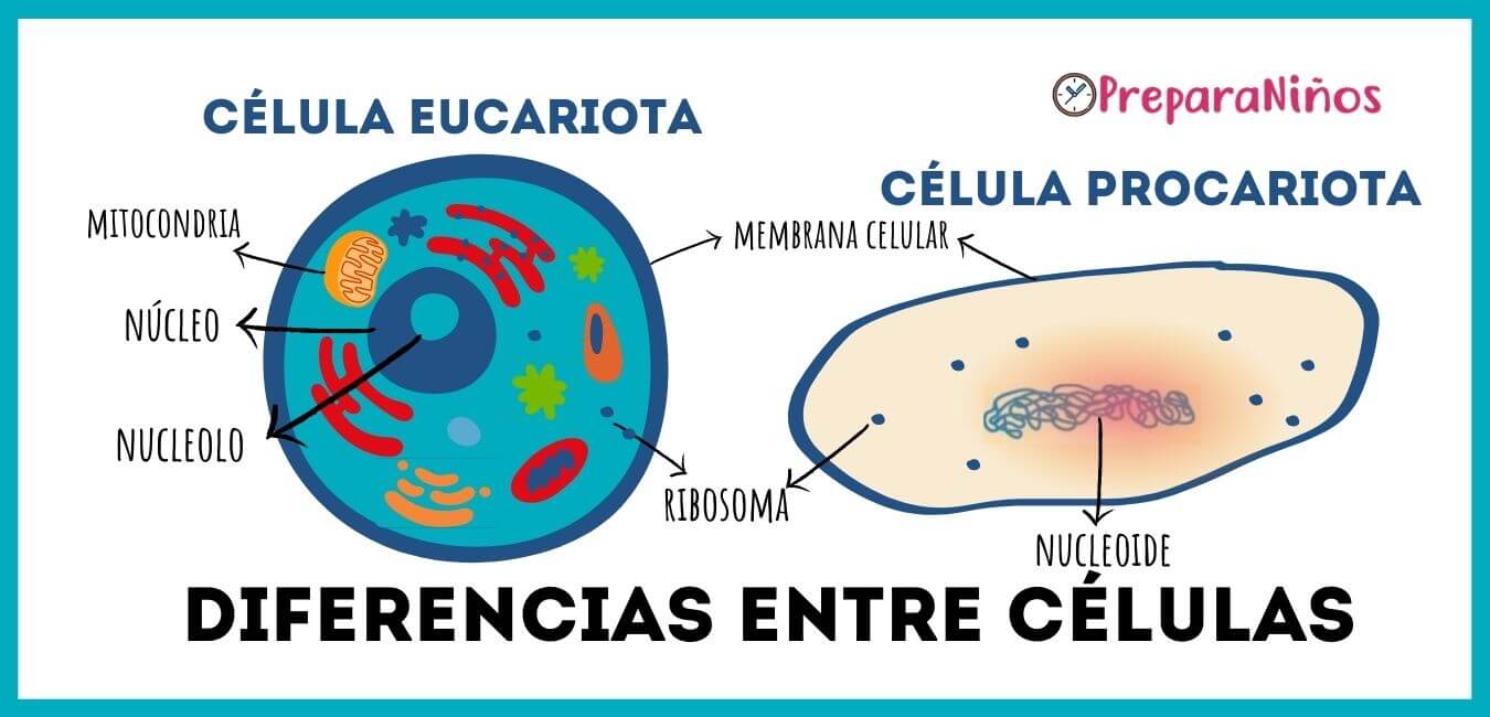 Célula Eucariota y procariota para niños de primaria