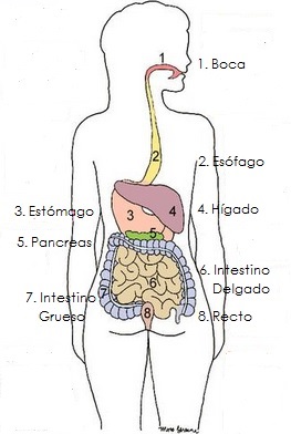 Sistema Digestivo para niños Partes