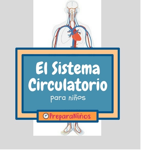 El sistema circulatorio para niños de primaria