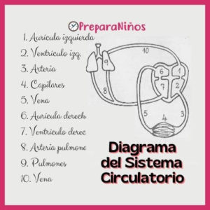 Sistema Circulatorio: Diagrama para niños