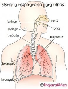 El Sistema Respiratorio para niños de primaria