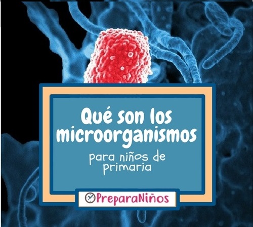 Qué son los microorganismos: Resúmen para niños