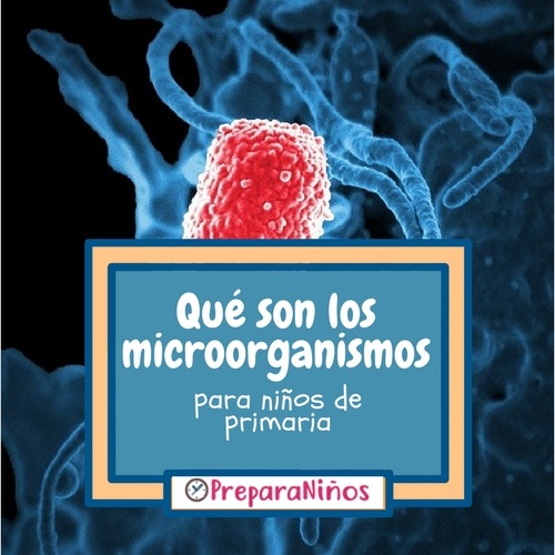 Los microorganismos explicación para niños
