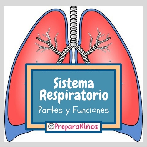 Sistema Respiratorio para Niños de Primaria