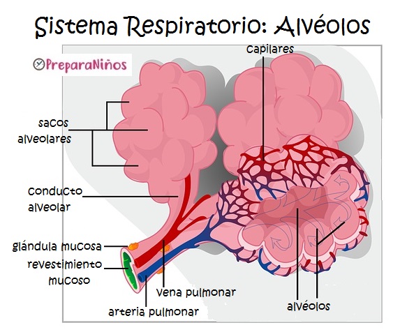 Sistema Respiratorio para Niños: Qué son los alvéolos pulmonares