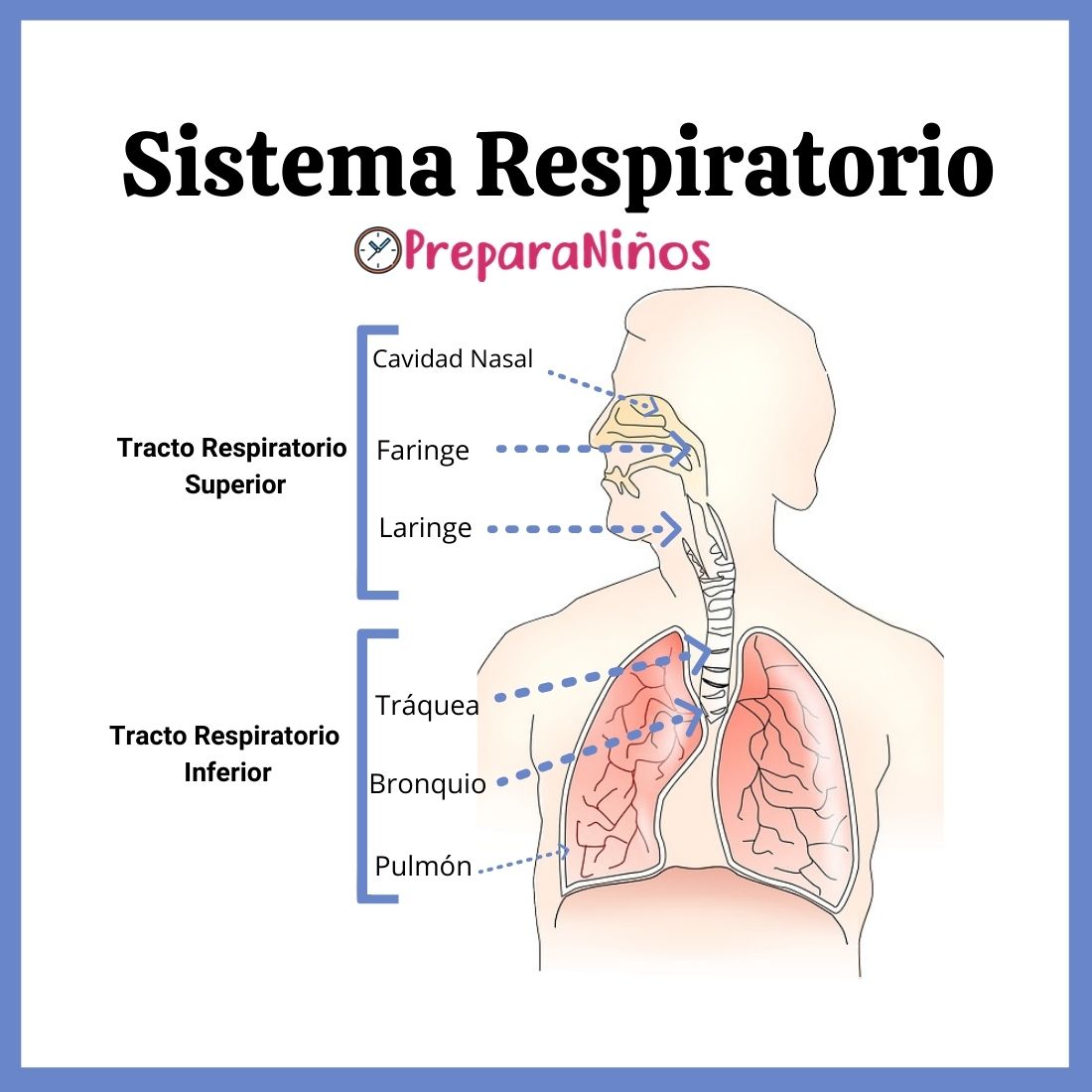 Sistema Respiratorio: Partes y Funciones