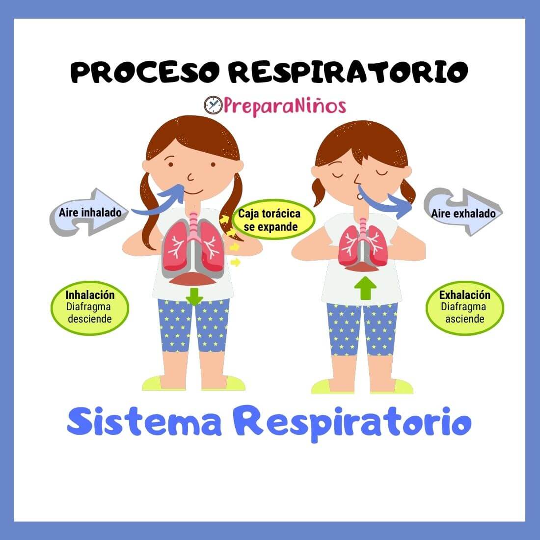 Proceso Respiratorio Explicación para Niños