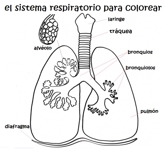 Imágenes del sistema respiratorio para niños