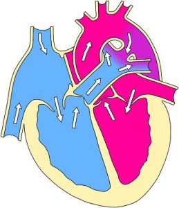 El corazón y sus partes: El Sistema circulatoro para niños 