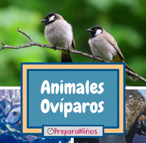 Animales Ovíparos: Explicación e Información Para Niños de Primaria