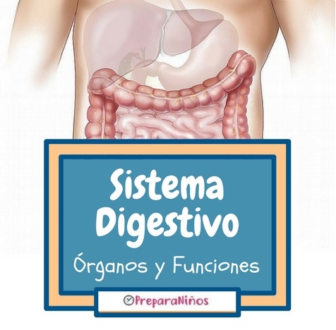 El Sistema digestivo para niños de Inicial