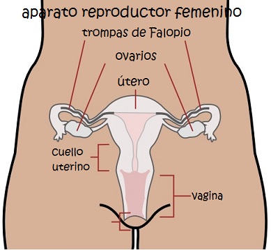 Sistema reproductor Femenino y Masculino