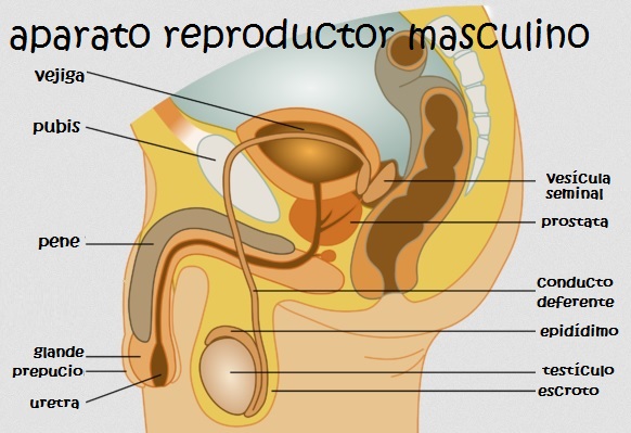 Resultado de imagen de sistema reproductor