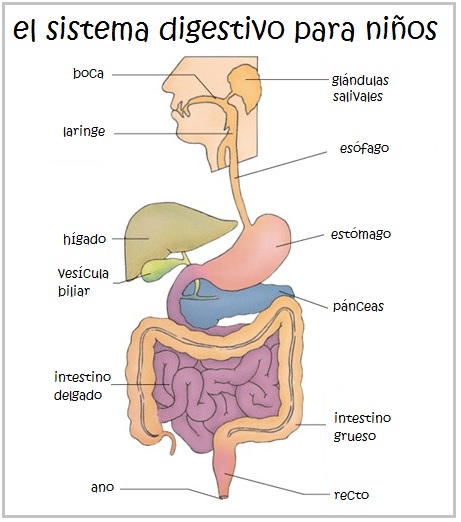 sistema digestivo para niños: La digestión Partes y funciones