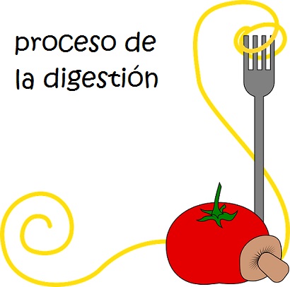 El Proceso de la digestión: Explicación para niños