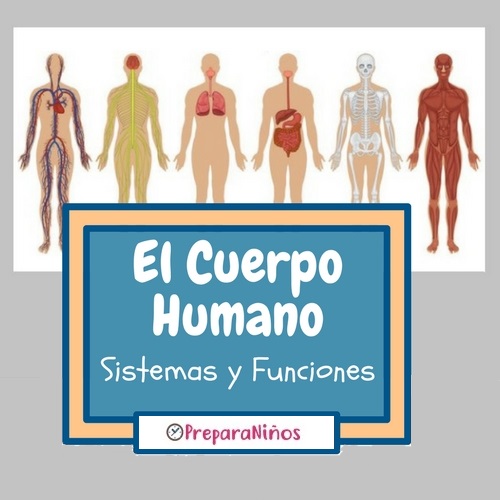 El Cuerpo humano para niños: Sistemas y Funciones