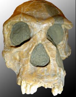 Fosil de Homo habilis