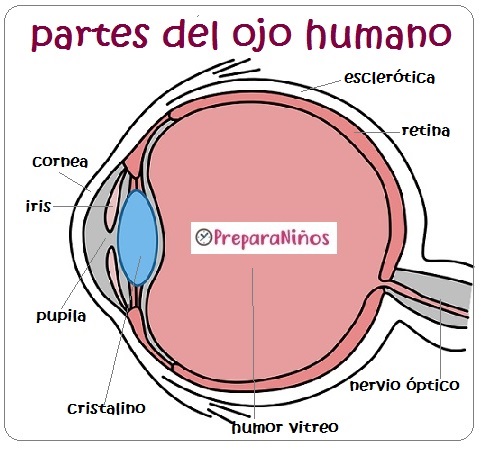 La Vista: Partes del ojo Humano