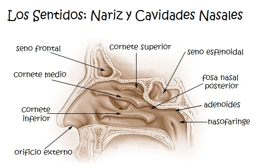 Los sentidos para niños: La nariz y cavidades nasales