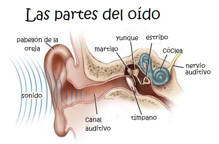 Las Partes del oído para Niños