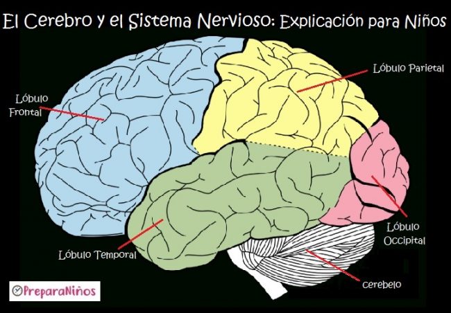El Sistema Nervioso para niños : Cerebro Explicación para primaria
