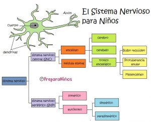 El Sistema nervioso para Niños