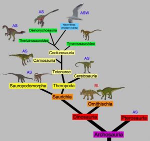 Evolucion dinosaurio a ave