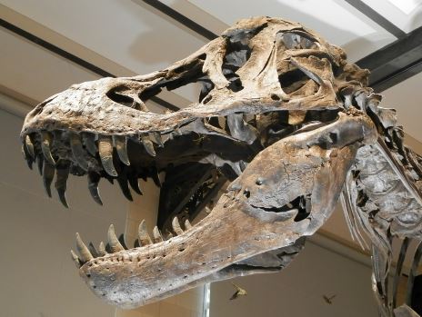 Fosil de Tiranosaurio Rex