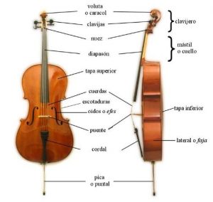 Partes del violonchelo