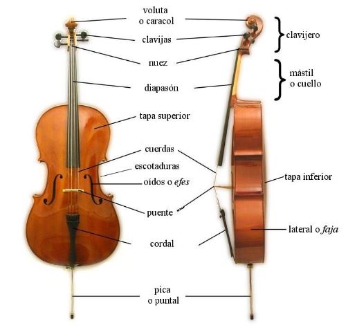 Partes del violonchelo