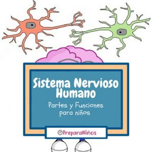 Sistema Nervioso Humano para Niños
