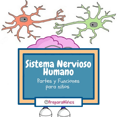 Sistema Nervioso Humano para Niños
