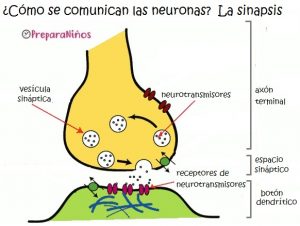 Sistema nervioso humano para niños: la sinapsis