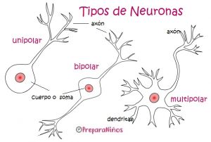 Las neuronas y el sistema nervioso humano para niños