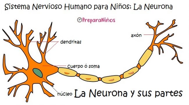 Sistema Nervioso para niños: Neurona partes y funciones
