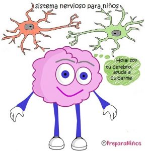 El Cerebro y Sistema nervioso para niños