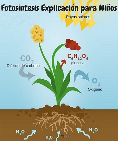 Las plantas elaboran su propio alimento