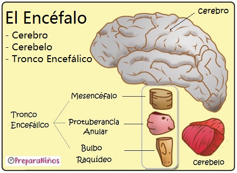 El Cerebro Humano y el encéfalo