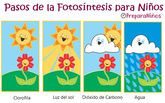Elementos de la fotosíntesis para niños