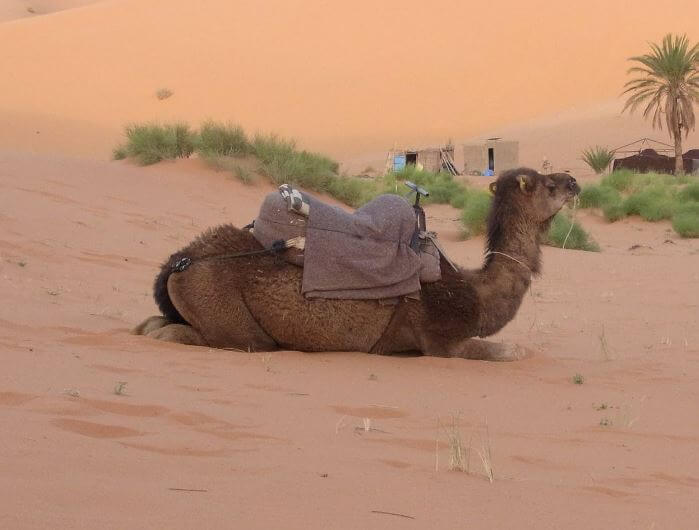 Animales en el Sahara