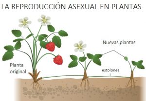La Reproducción asexual de las plantas