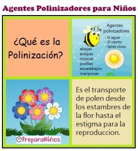 Reproducción de las Plantas: Agentes de Polinización