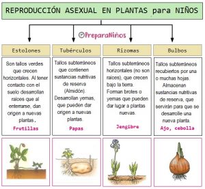 Reproducción Asexual en las plantas para Niños