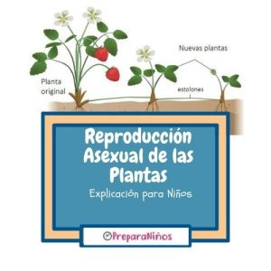 Reproducción Asexual en plantas para niños