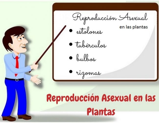 Reproducción Asexual Vegetativa estolones, tubérculos, bulbos y rizomas para niños de primaria